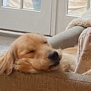 Meet your Posher, Tracey